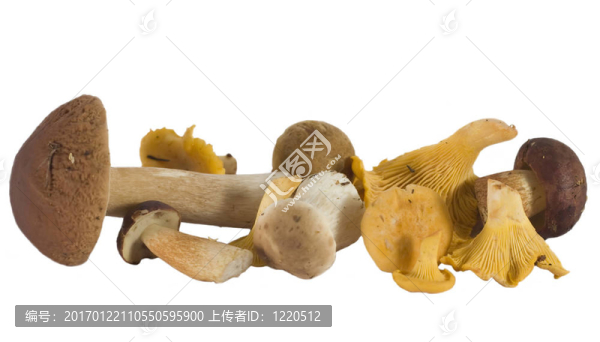 野生蘑菇；分離