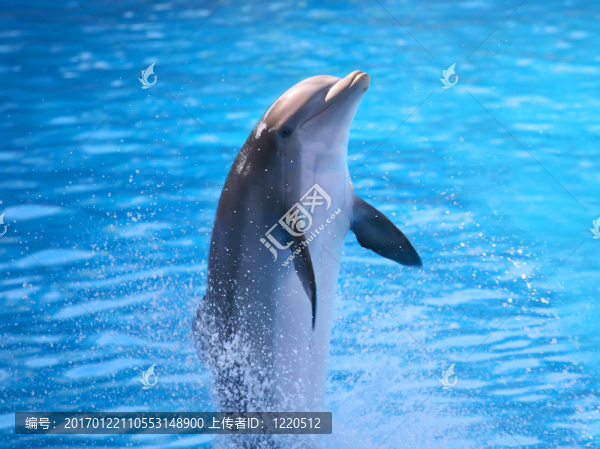 海豚