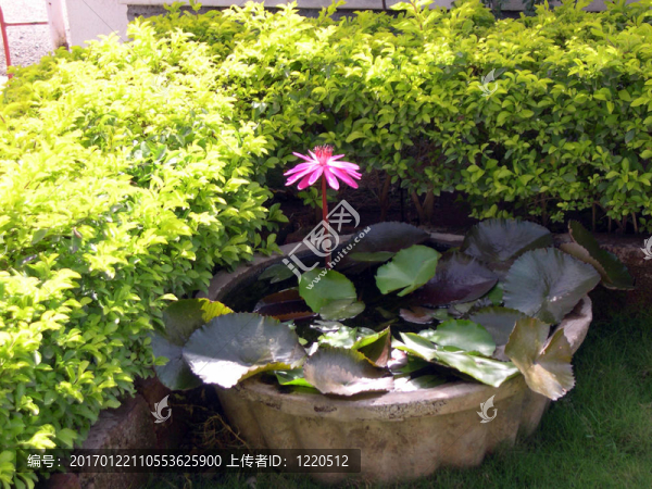 蓮花1