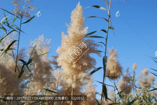 天空的手杖
