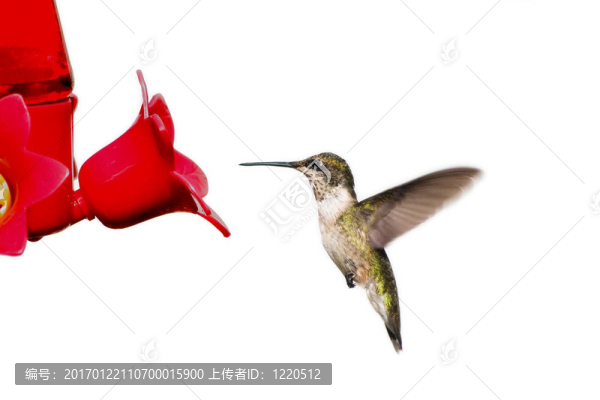 蜂鳥漂浮在饋線