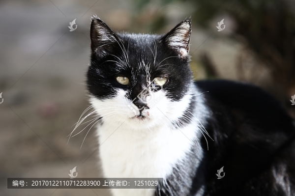 貓星人