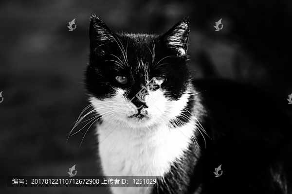 黑貓警長(zhǎng)
