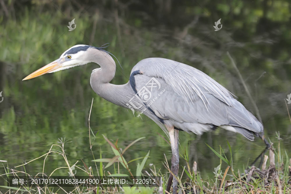 大藍鷺（Ardea,herodias）