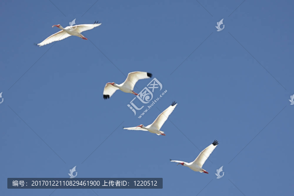 白色朱鷺（Eudocimus,albus）