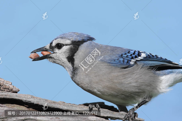 藍鳥吃花生