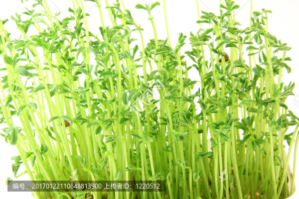 扁豆植物紋理