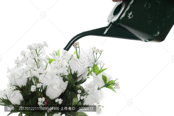 人工玫瑰澆水