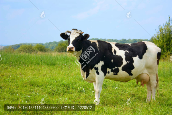 奶牛；有奶