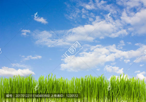 藍(lán)色背景下的草；夏天
