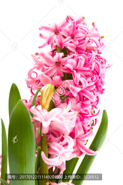 風信子花