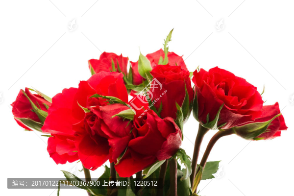 白色背景上散發(fā)的花束