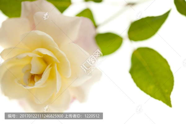 白色背景上的花園玫瑰