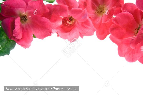 白色背景上的古董茶玫瑰