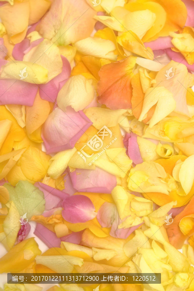 玫瑰的花瓣