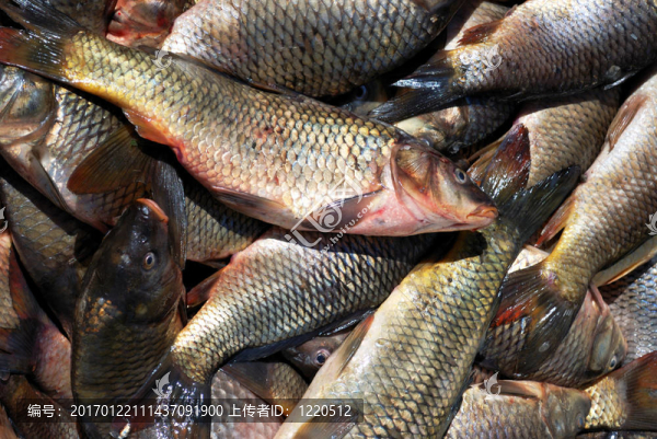 魚市場中的鯉魚