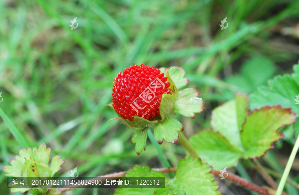 一種野生草莓