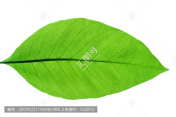 板栗春葉
