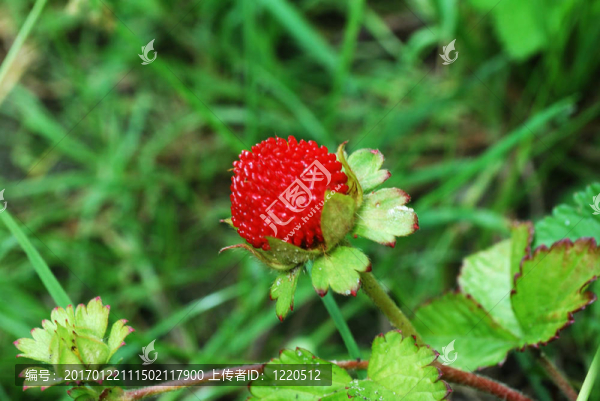 一種野生草莓