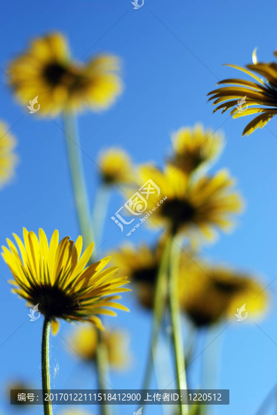 黃camomiles