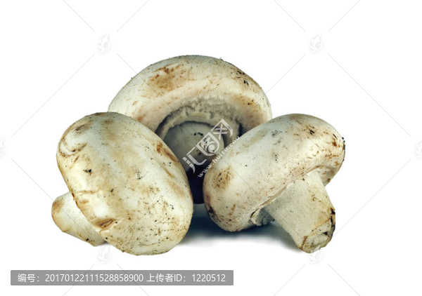 香菇