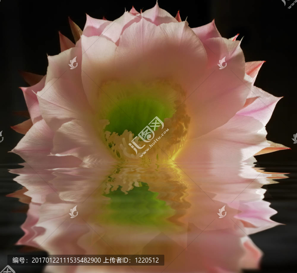 仙人掌花的思考