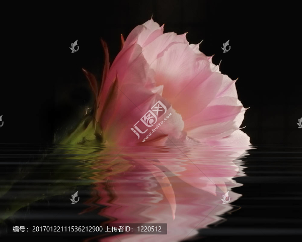 仙人掌花的思考