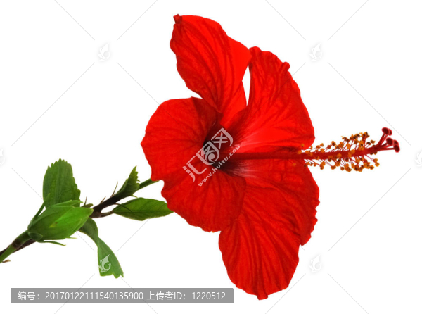孤立的紅芙蓉