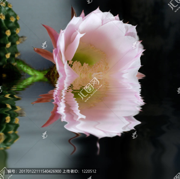 仙人掌花的思考