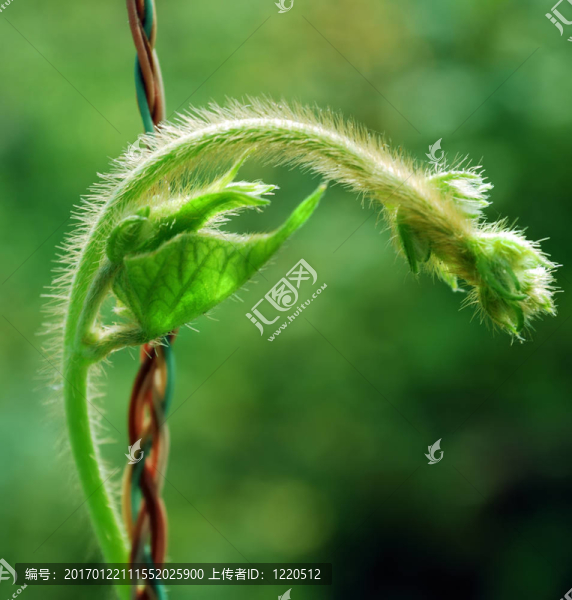 在一個(gè)清新萌動(dòng)的陽光