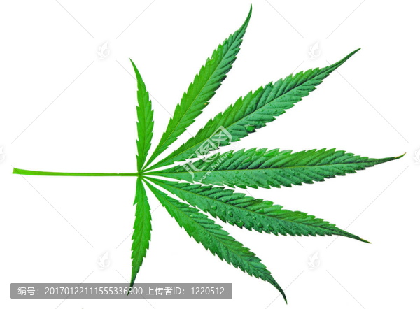樹(shù)葉上的水滴