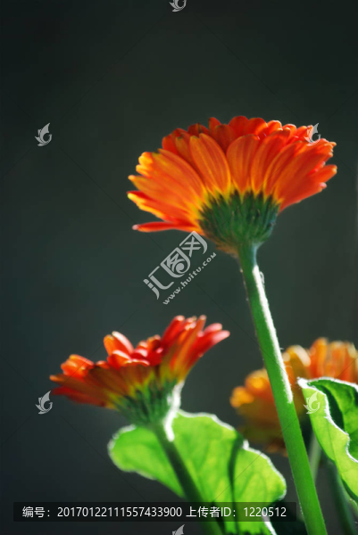 鏡頭橙色Gerber