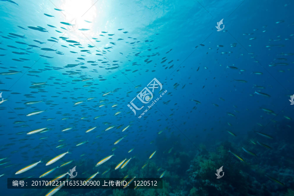 海洋；太陽和魚