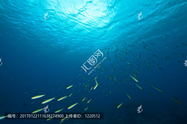 海洋；太陽(yáng)和魚(yú)