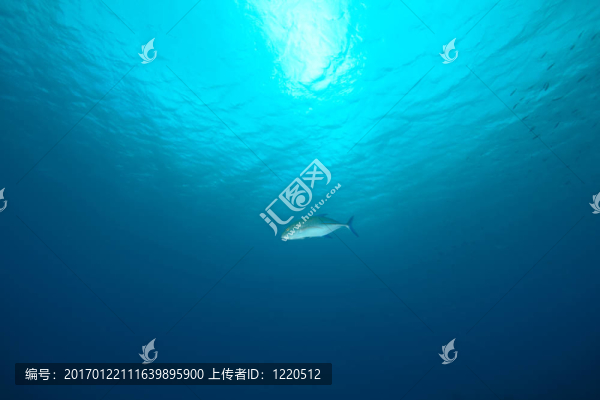 海洋；太陽和魚