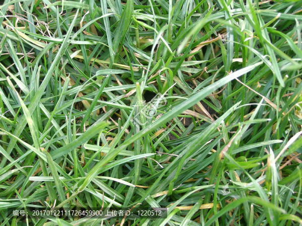 草地雜草-匯圖網(wǎng) www.fosd68.com 草地雜草