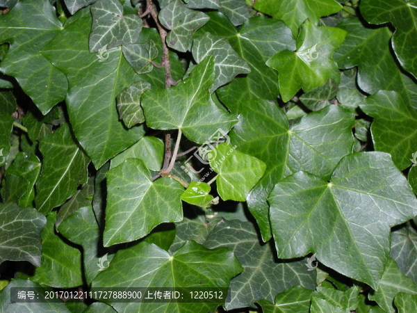 常春藤-匯圖網(wǎng) www.fosd68.com 常春藤