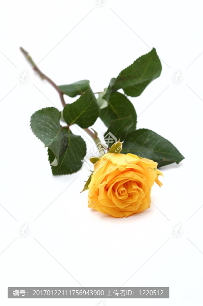 黃玫瑰-匯圖網(wǎng) www.fosd68.com 黃玫瑰
