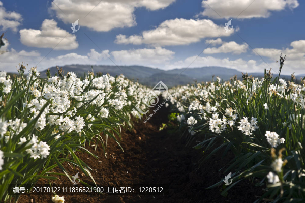 水仙花場(chǎng)