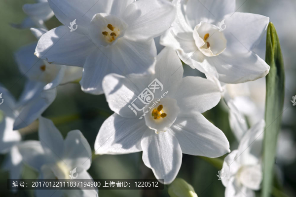 白水仙