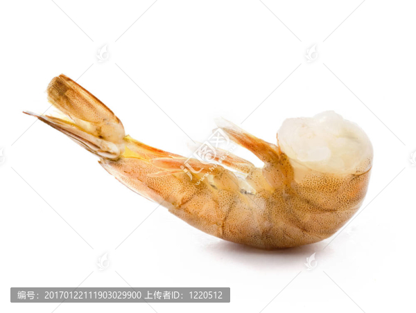 原無頭蝦