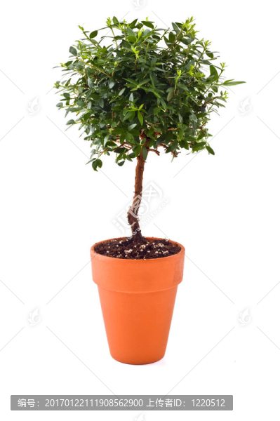 小的樹