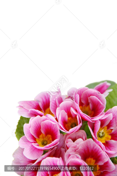 春天的花朵
