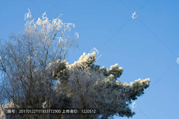 raureif；glazed,frost
