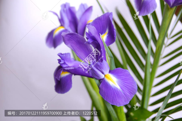 鳶尾花