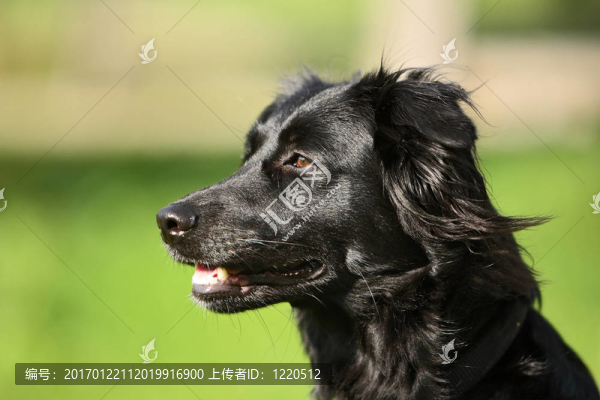 狗