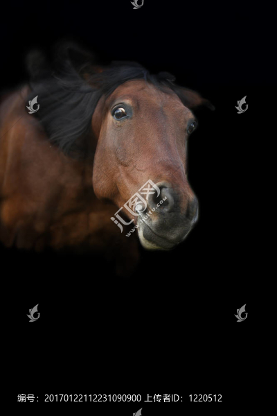 馬