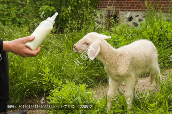 羔羊飼養(yǎng)