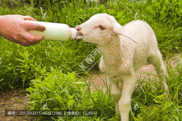 羔羊飼養(yǎng)
