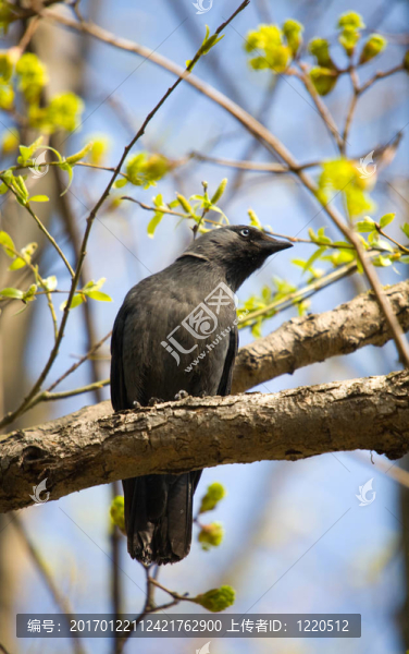 在春天，樹穴鳥
